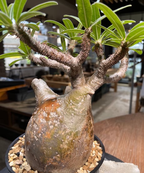 パキポディウム グラキリス　Pachypodium gracilius 　発根済　(gk-493）
