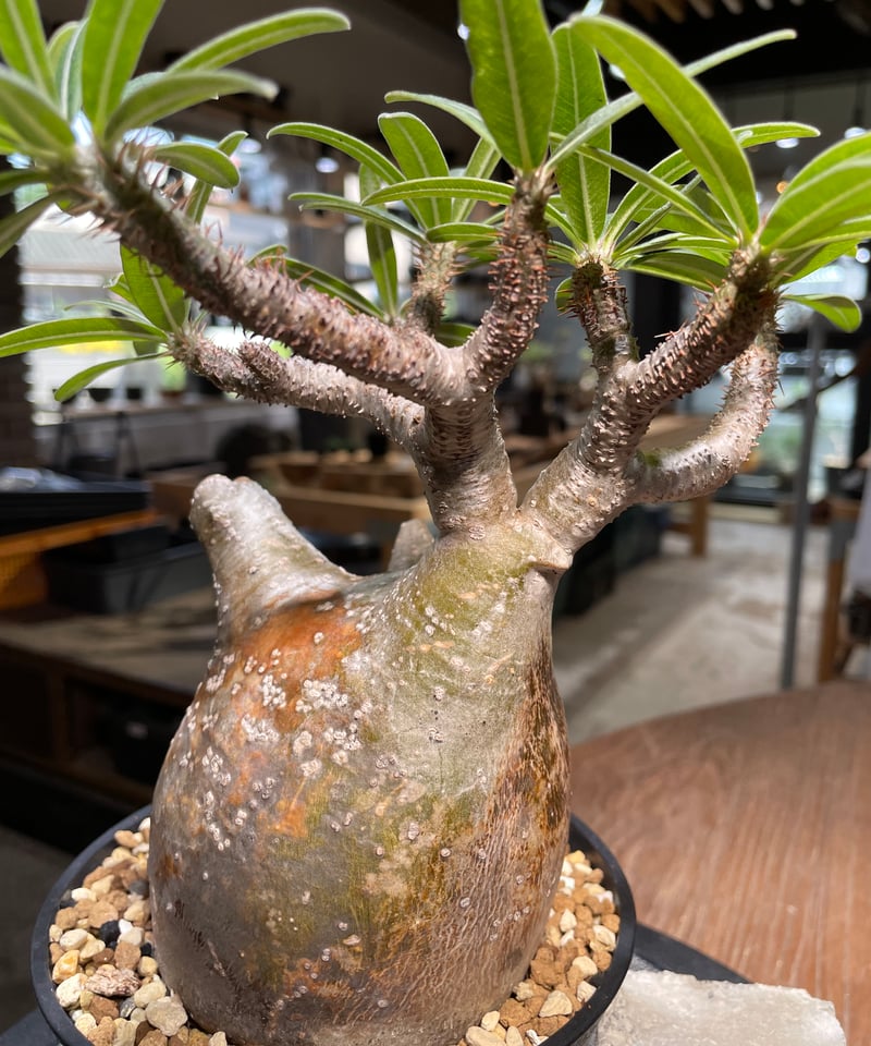 パキポディウム グラキリス Pachypodium gracilius 発根済 (gk-49