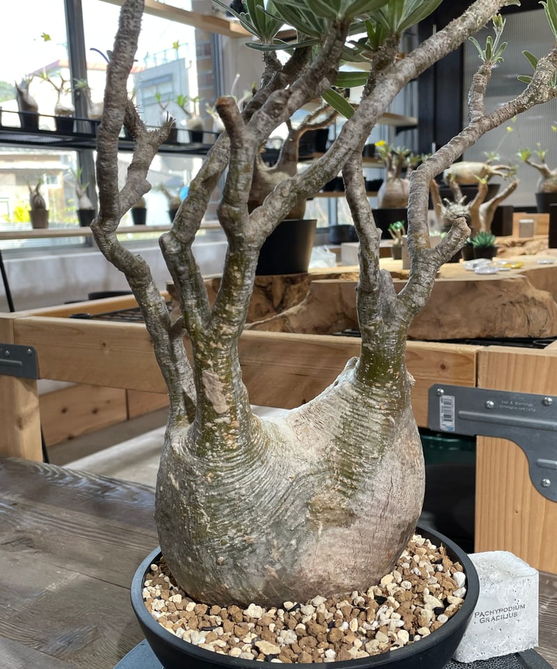 パキポディウム グラキリス Pachypodium gracilius 発根済 (gk-42
