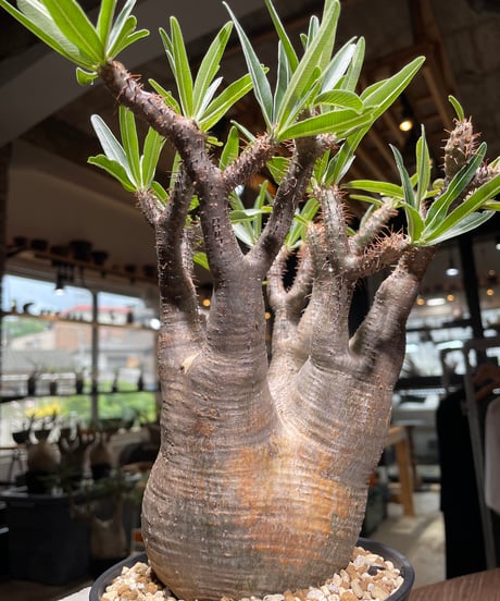 パキポディウム グラキリス　Pachypodium gracilius 　発根済　(gk-531)