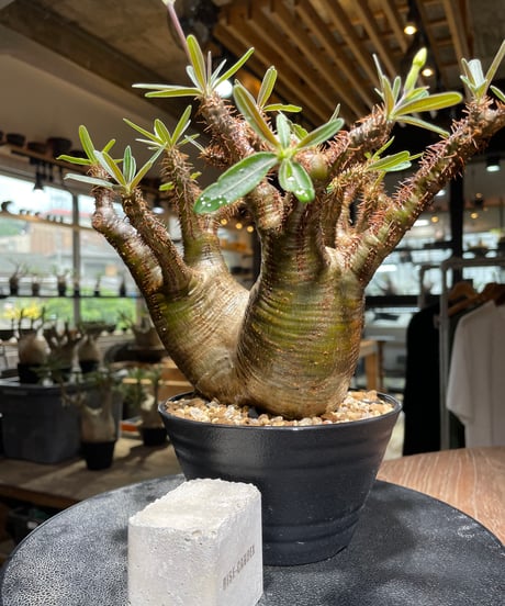 パキポディウム グラキリス　Pachypodium gracilius 　発根済　(gk-533)