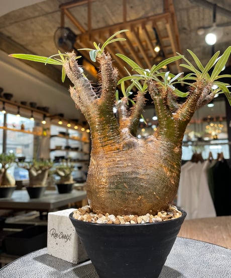 パキポディウム グラキリス　Pachypodium gracilius 　発根済　(gk-566)