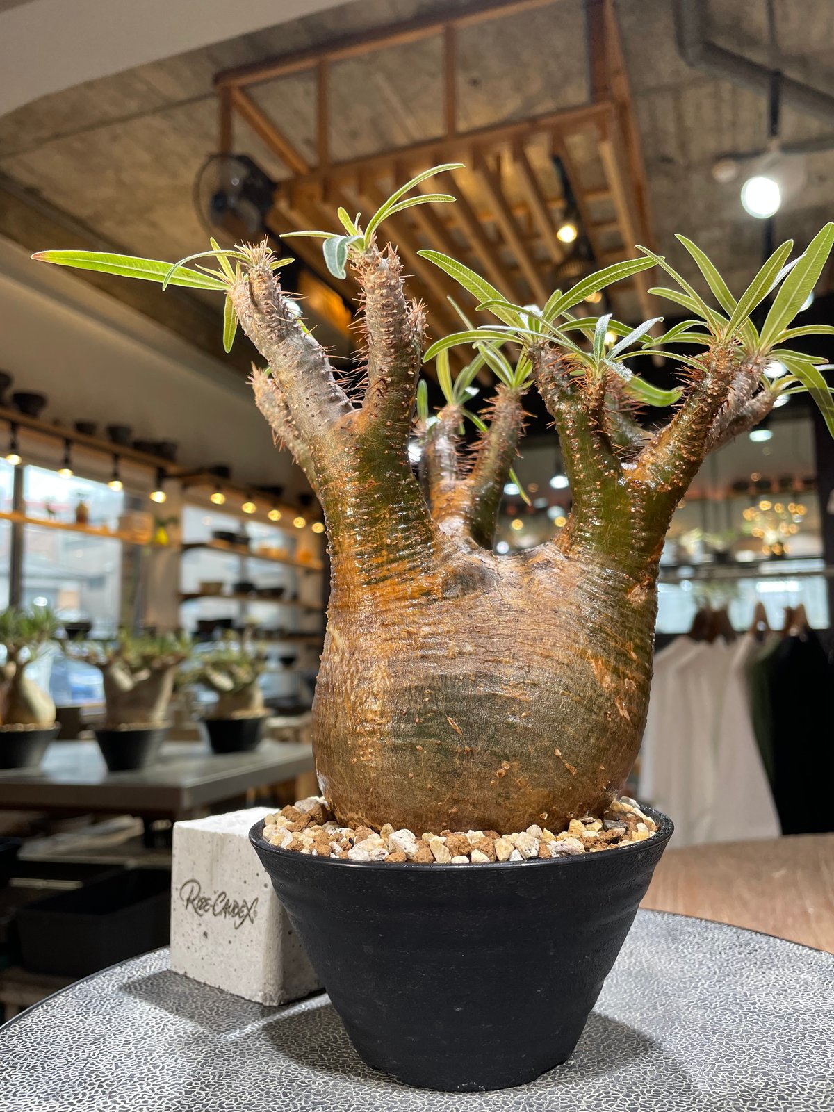 パキポディウム グラキリス Pachypodium gracilius 発根済 (gk-56