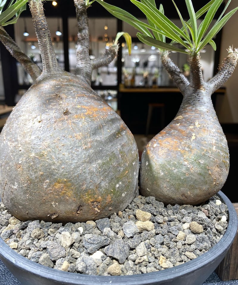 パキポディウム グラキリス 2頭 Pachypodium gracilius 発根済 パキポディウム グラキリス 2頭 Pachypodium gracilius 発根済