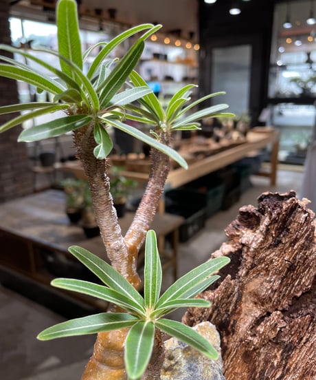 パキポディウム グラキリス　Pachypodium gracilius 　発根済　(gk-480)