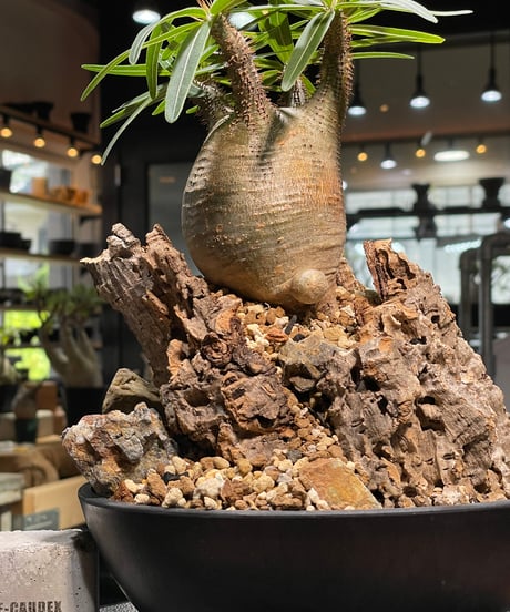 パキポディウム グラキリス　Pachypodium gracilius 　発根済　(gk-499）