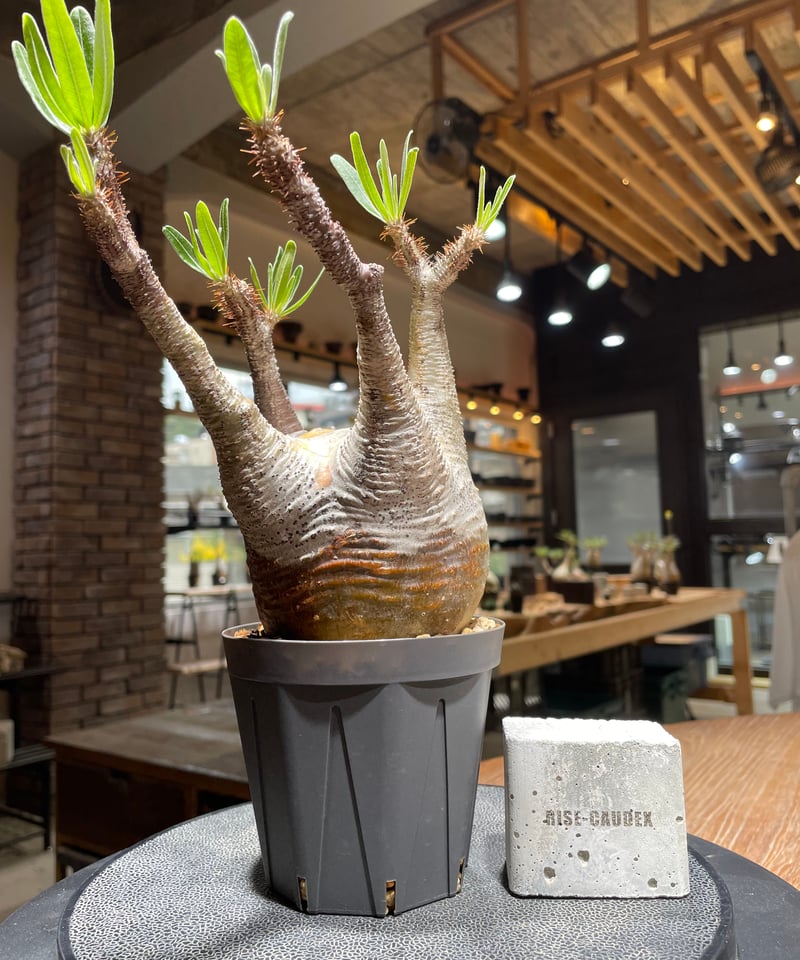 パキポディウム グラキリス Pachypodium gracilius 発根済 (gk-45