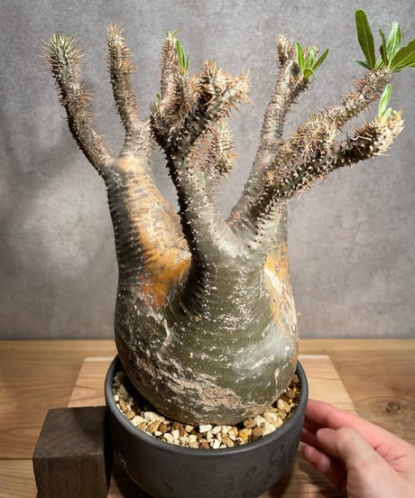 パキポディウム グラキリス　Pachypodium gracilius 　発根済　(商品番号gk-57valiem)  VALIEM 　BOWL　sizeL　(VALIEMタグ付き)