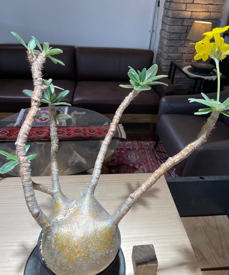 パキポディウム グラキリス　Pachypodium gracilius 　発根済　(gk-222)