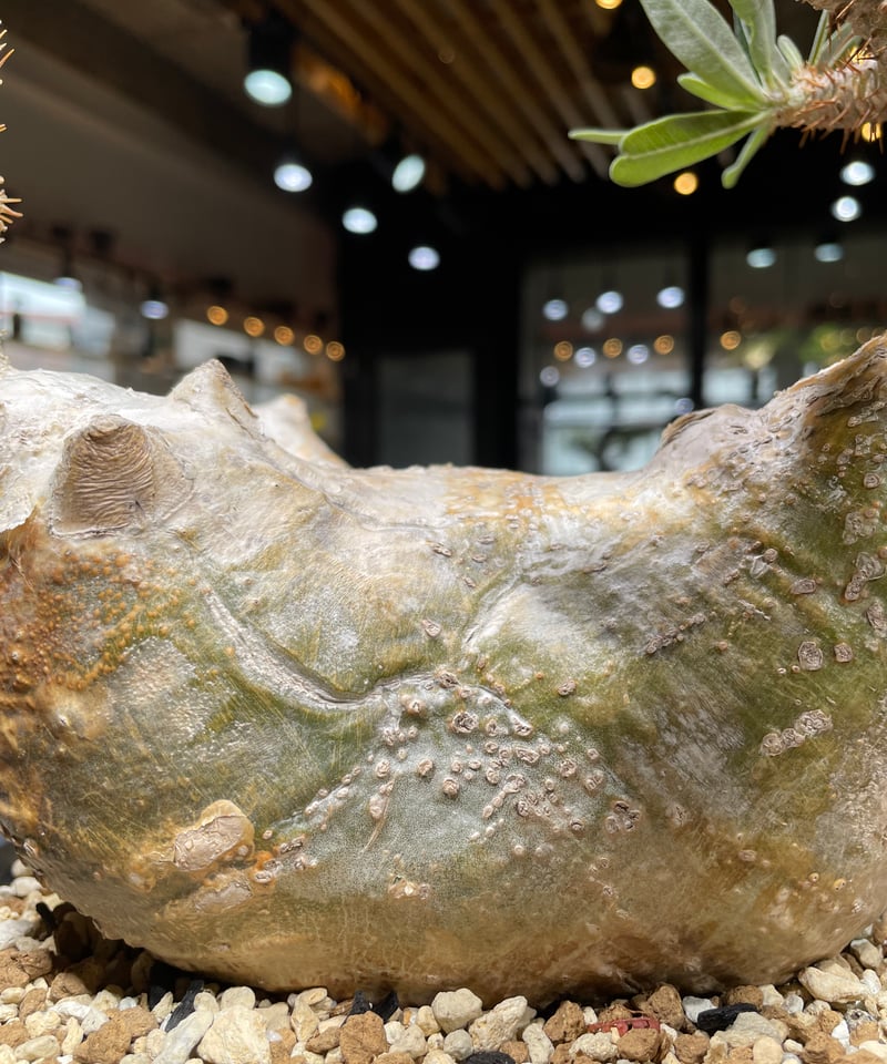 パキポディウム グラキリス Pachypodium gracilius 発根済 (gk-44