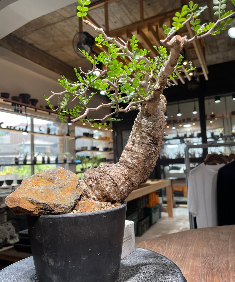 オペルクリカリア パキプス／Operculicarya pachypus 発根済 (商品番号P