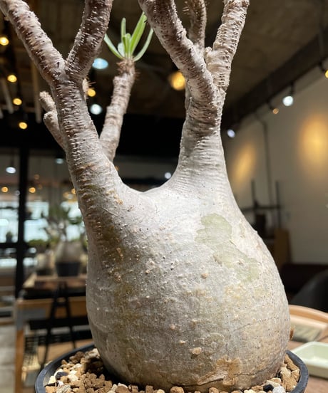 パキポディウム グラキリス　Pachypodium gracilius 　発根済　(gk-374)