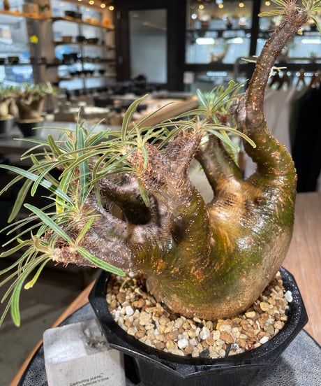 パキポディウム グラキリス　Pachypodium gracilius 　発根済　(gk-569)