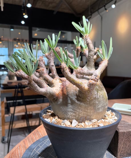 パキポディウム グラキリス　Pachypodium gracilius 　発根済　(gk-406)