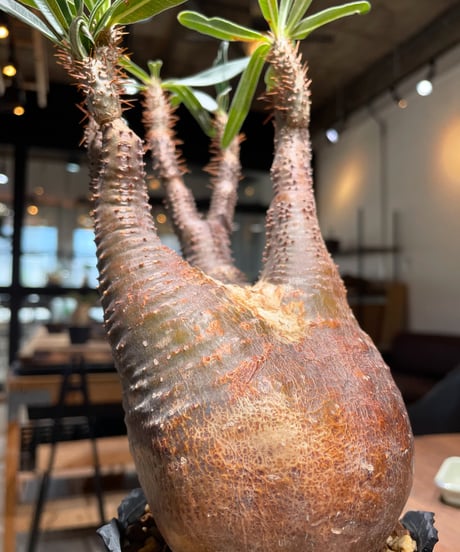 パキポディウム グラキリス　Pachypodium gracilius 　発根済　(gk-408d.i.p)
