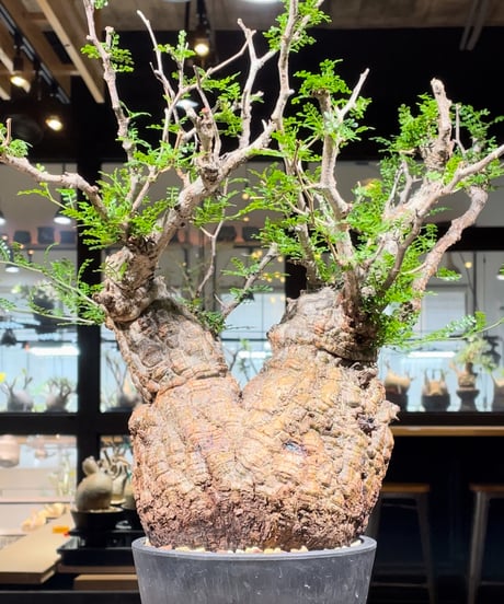 CATEGORY Operculicarya pachypus(オペルクリカリア パキプス) 