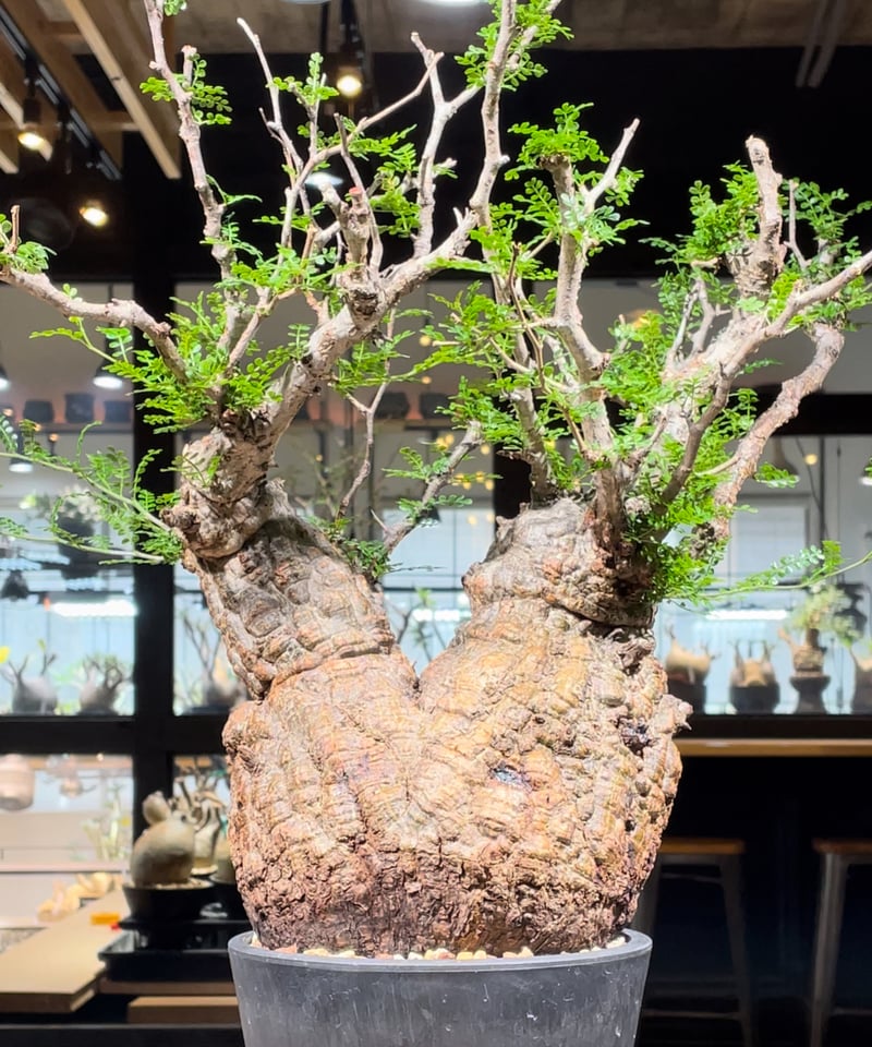 パキポディウムグラキリス現地球 ベアルート 未発根株 良型緑肌 鉢付き