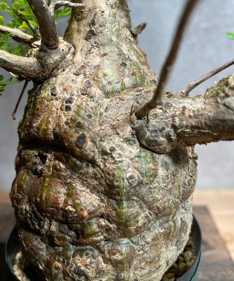 オペルクリカリア パキプス／Operculicarya pachypus　発根済　 (塊根幅8cm)　(商品番号PP-31)  (画像後半の陶器鉢は含まれません)
