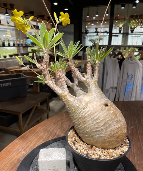 パキポディウム グラキリス　Pachypodium gracilius 　発根済　(gk-443）