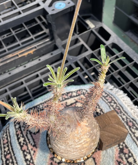 パキポディウム グラキリス　Pachypodium gracilius 　発根済　(gk-415)
