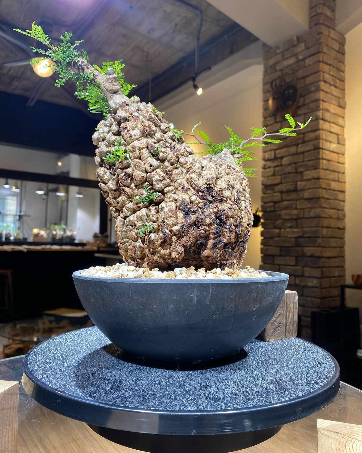 K*K様 塊根オペルクリカリアパキプス Operculicarya pachyp isla del pescado - Operculicarya pachypus-オペルクリカリア