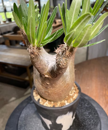パキポディウム イノピナツム　Pachypodium inopinatum 　発根済　(pi-101)