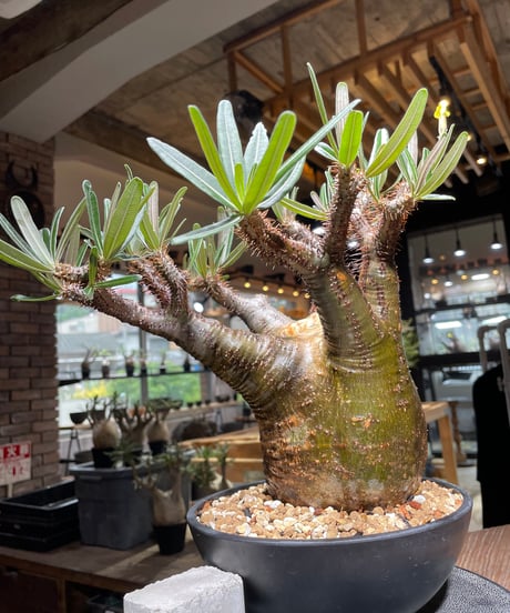 パキポディウム グラキリス　Pachypodium gracilius 　発根済　(gk-537)