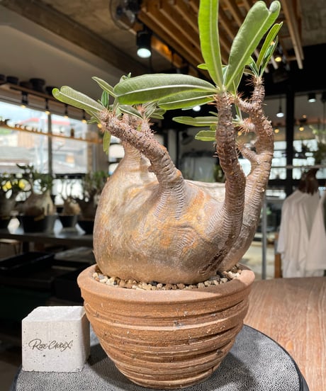 CATEGORY Pachypodium gracilius(パキポディウム グラキリス) |