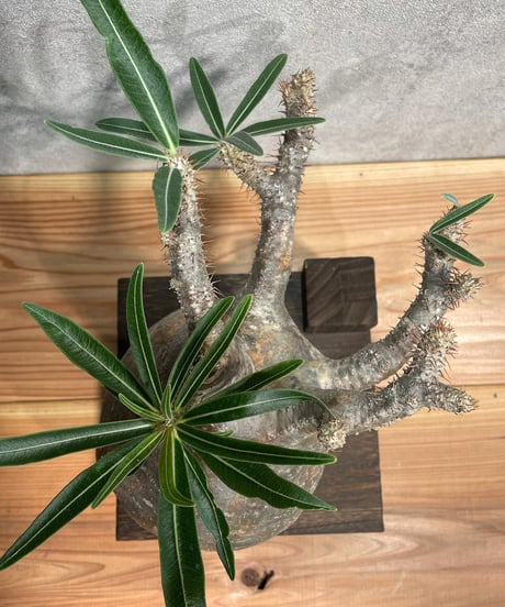 パキポディウム グラキリス　Pachypodium gracilius 　発根済(塊根幅14.5ｃｍ)　(商品番号gk-22)