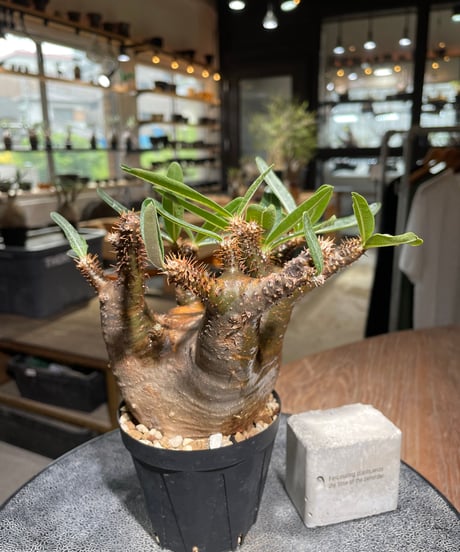 パキポディウム グラキリス　Pachypodium gracilius 　発根済　(gk-528)