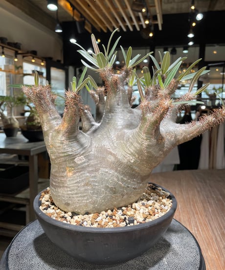 パキポディウム グラキリス　Pachypodium gracilius 　発根済　(gk-564)
