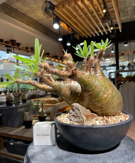 パキポディウム グラキリス　Pachypodium gracilius 　発根済　(gk-536)