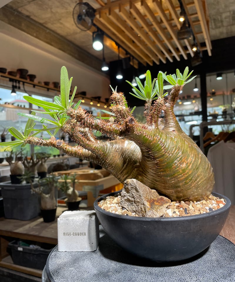 パキポディウム　グラキリス　発根済み パキポディウム グラキリス Pachypodium gracilius 発根済 (gk-53