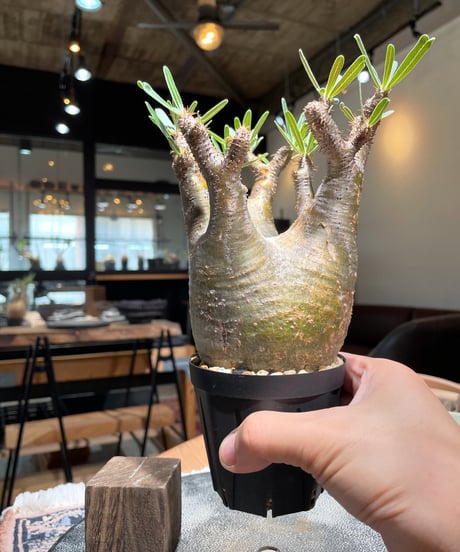 パキポディウム グラキリス　Pachypodium gracilius 　発根済　(gk-399)