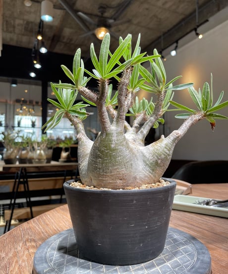 パキポディウム グラキリス　Pachypodium gracilius 　発根済　(gk-365)