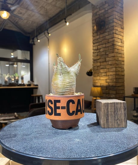 CATEGORY VALIEM鉢植込み | RISE-CAUDEX ONLINE STORE CATEGORY VALIEM鉢植込み | RISE-CAUDEX ONLINE STORE