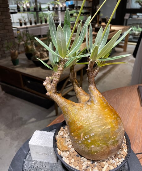 パキポディウム グラキリス　Pachypodium gracilius 　発根済　(gk-470)