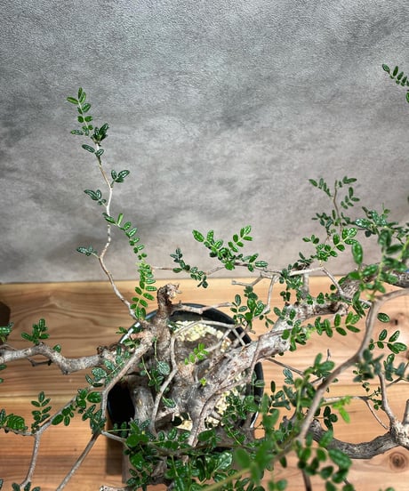 コミフォラ モンストローサ /Commiphora monstrosa　発根済　 (幹幅約3.5cm)　(商品番号mr-11)
