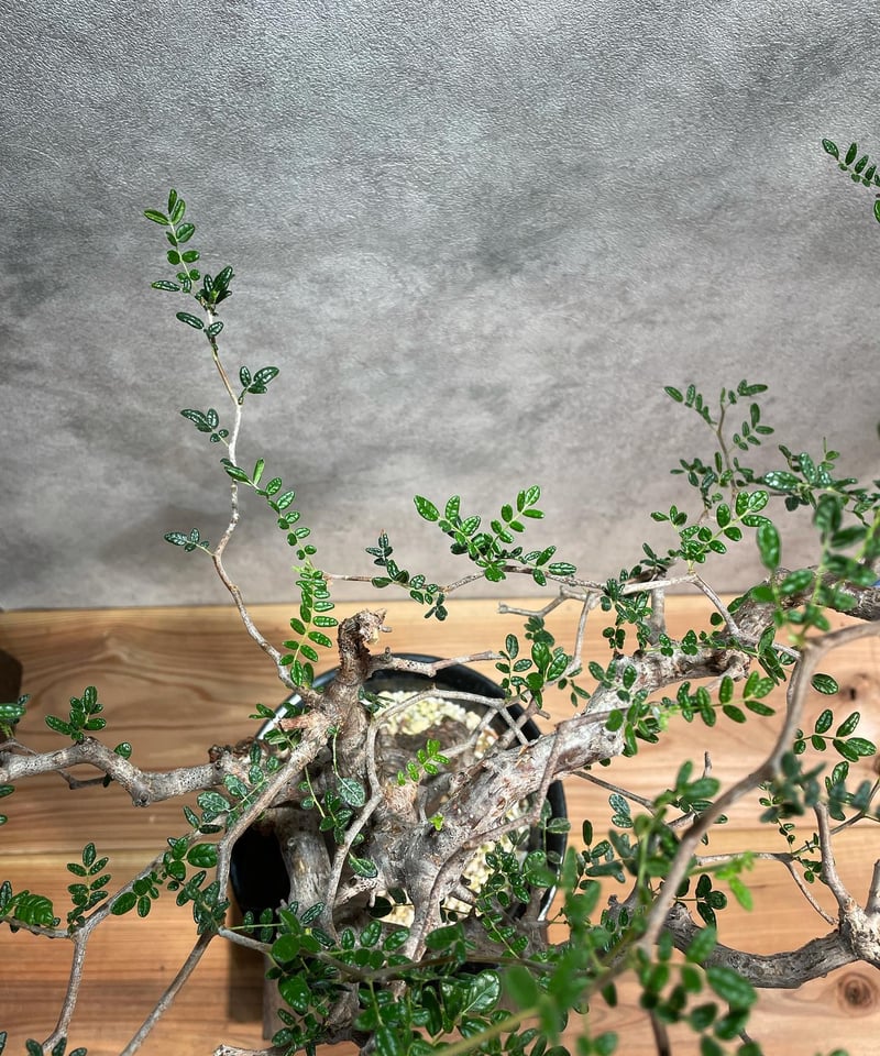 コミフォラ モンストローサ /Commiphora monstrosa 発根済 (幹幅