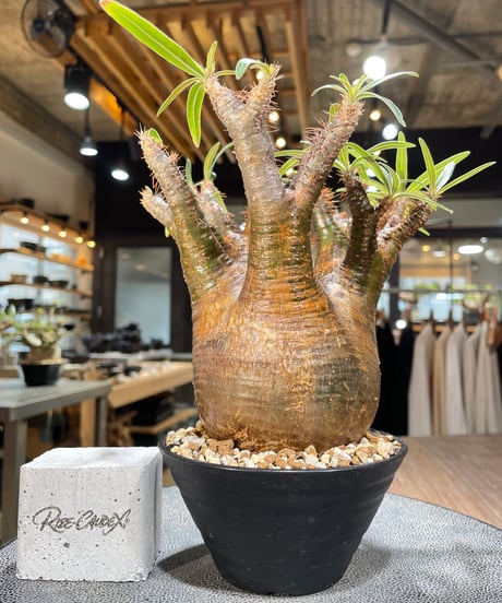 パキポディウム グラキリス　Pachypodium gracilius 　発根済　(gk-566)