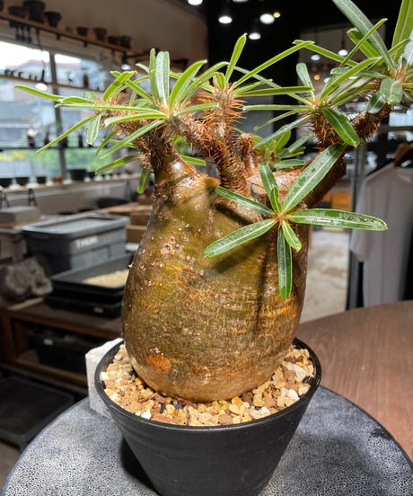 パキポディウム グラキリス　Pachypodium gracilius 　発根済　(gk-411)