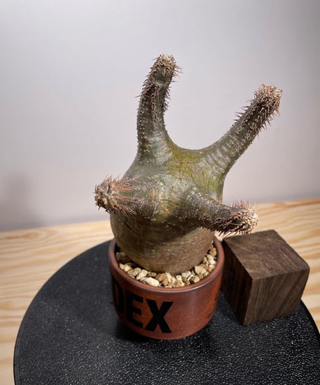 パキポディウム グラキリス　Pachypodium gracilius 　発根済　(商品番号gk-130valiem)VALIEM  (VALIEMタグ、巾着袋付き)