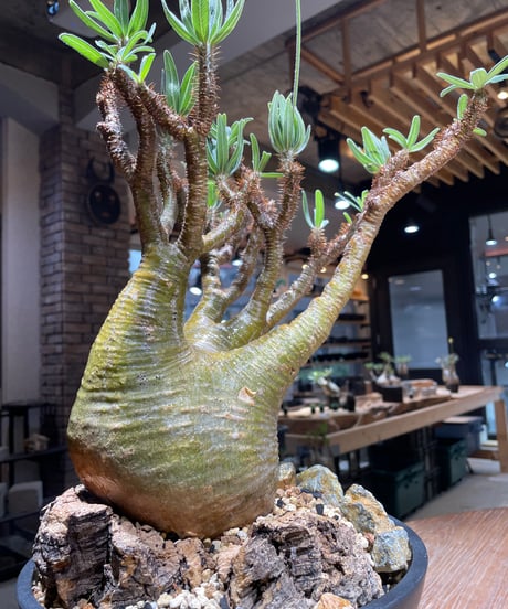 パキポディウム グラキリス　Pachypodium gracilius 　発根済　(gk-449）