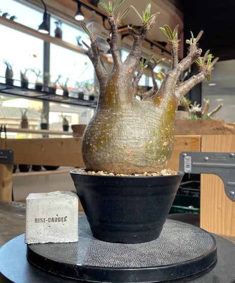 パキポディウム グラキリス　Pachypodium gracilius 　発根済　(gk-434)