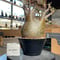 パキポディウム グラキリス　Pachypodium gracilius 　発根済　(gk-434)