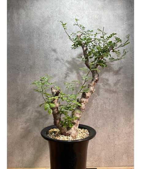 コミフォラ モンストローサ /Commiphora monstrosa　発根済　 (幹幅約5cm)　(商品番号mr-13)