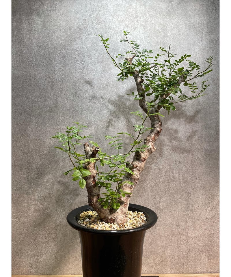 コミフォラ モンストローサ /Commiphora monstrosa 発根済 (幹幅