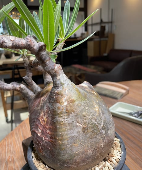 パキポディウム グラキリス　Pachypodium gracilius 　発根済　(gk-366)