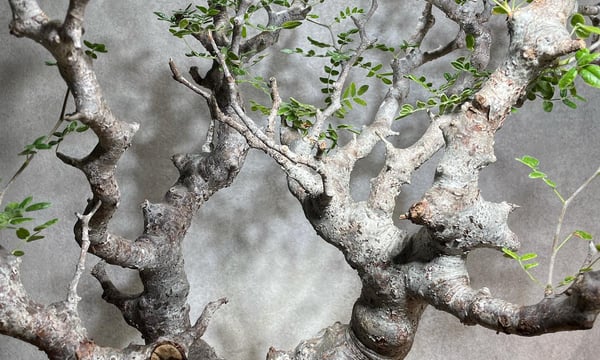 RISE-CAUDEX ONLINE STORE