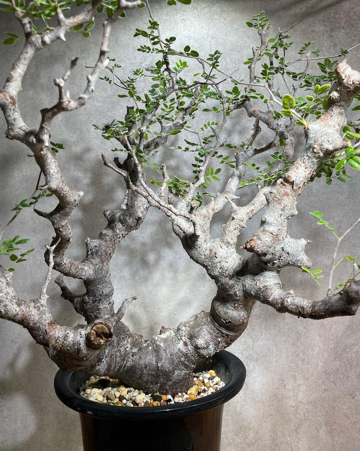 コミフォラモンストローサCommiphora monstrosa - 植物/観葉植物